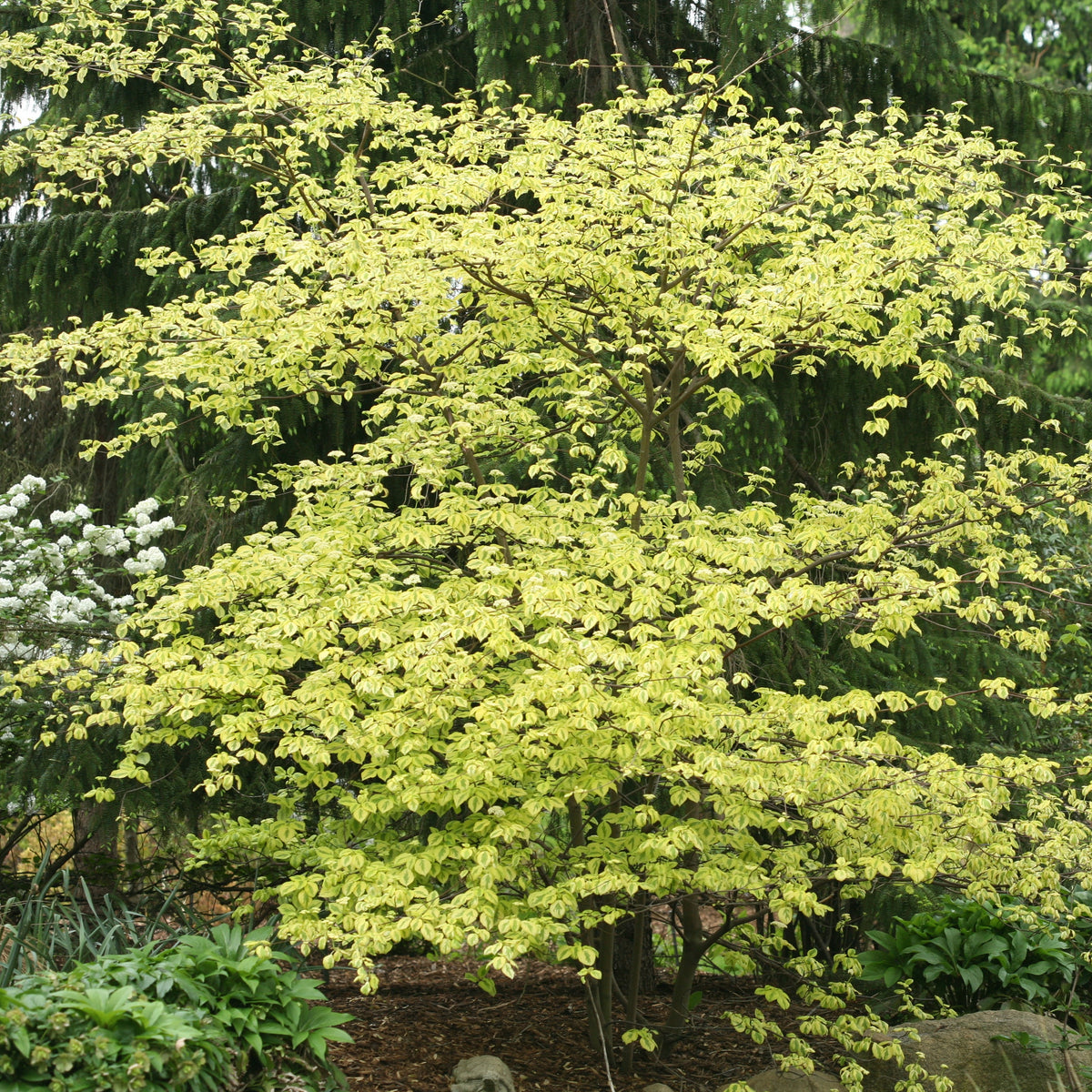 Golden Shadows dogwood-pagoda with layered green foliage