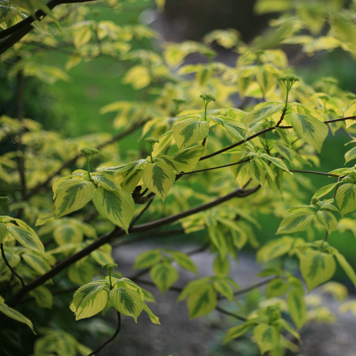 Golden Shadows dogwood-pagoda in a nursery pot
