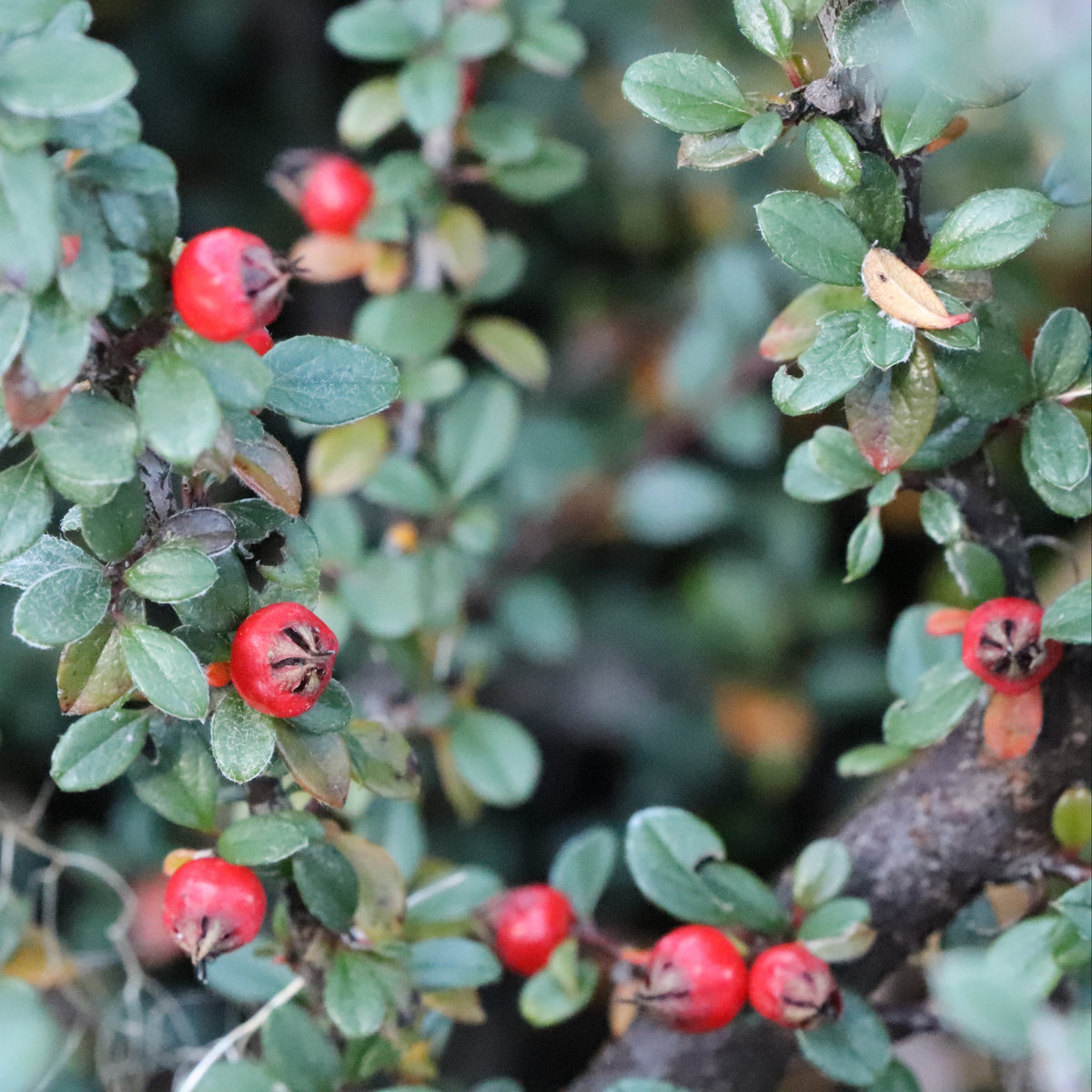 Silverstone cotoneaster in a nursery pot