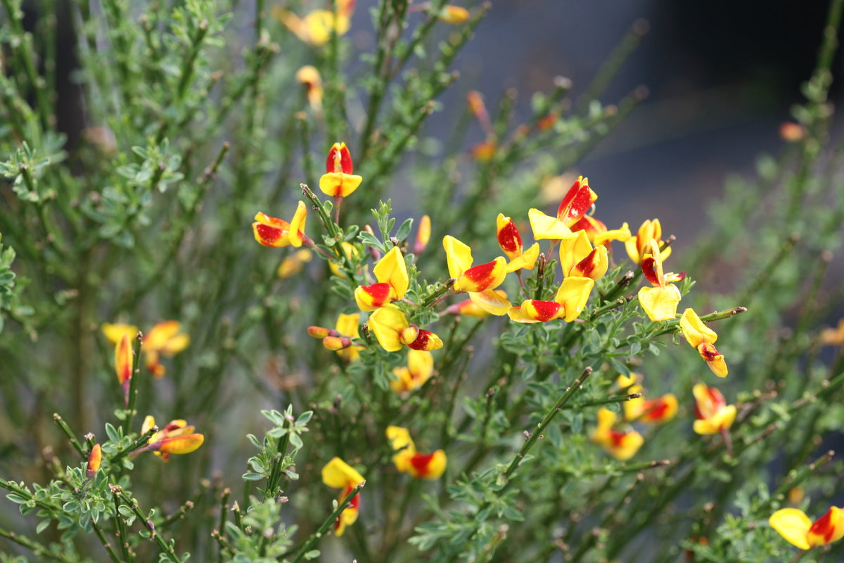 Sister Disco Scotch broom in a nursery pot