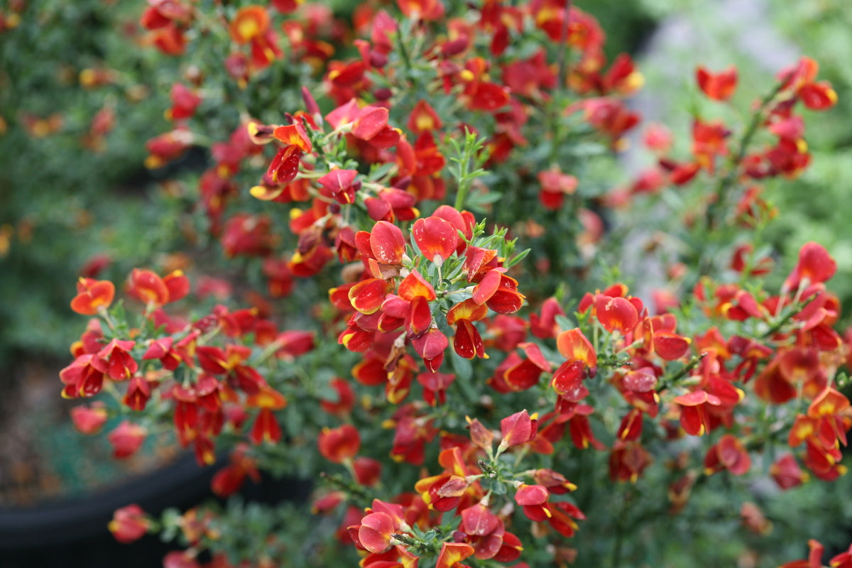 Sister Redhead Scotch broom with yellow flowers in a pot