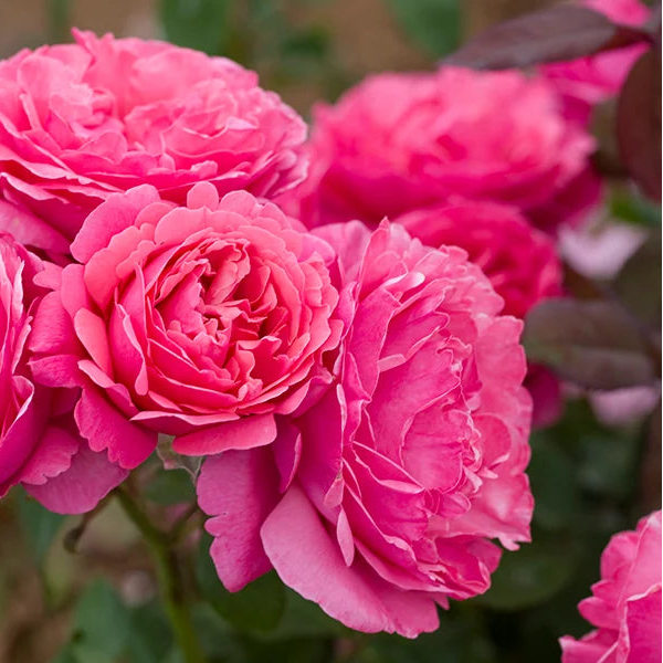 Dee-Lish® Rose | Star® Roses – Creekside Nursery, Inc