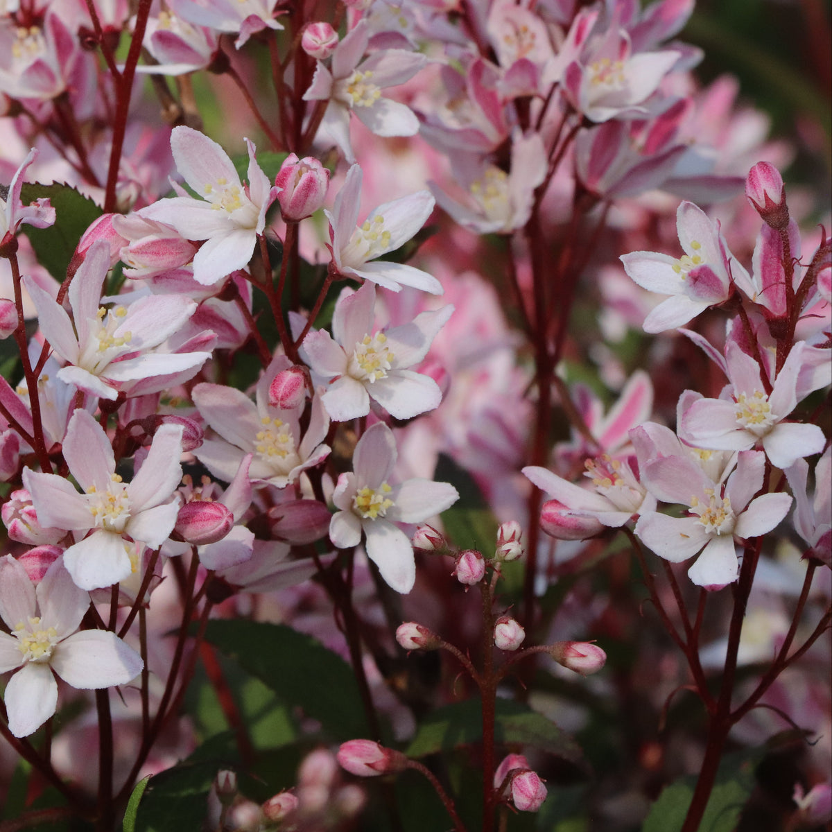 Yuki Cherry Blossom deutzia with white flowers in a pot