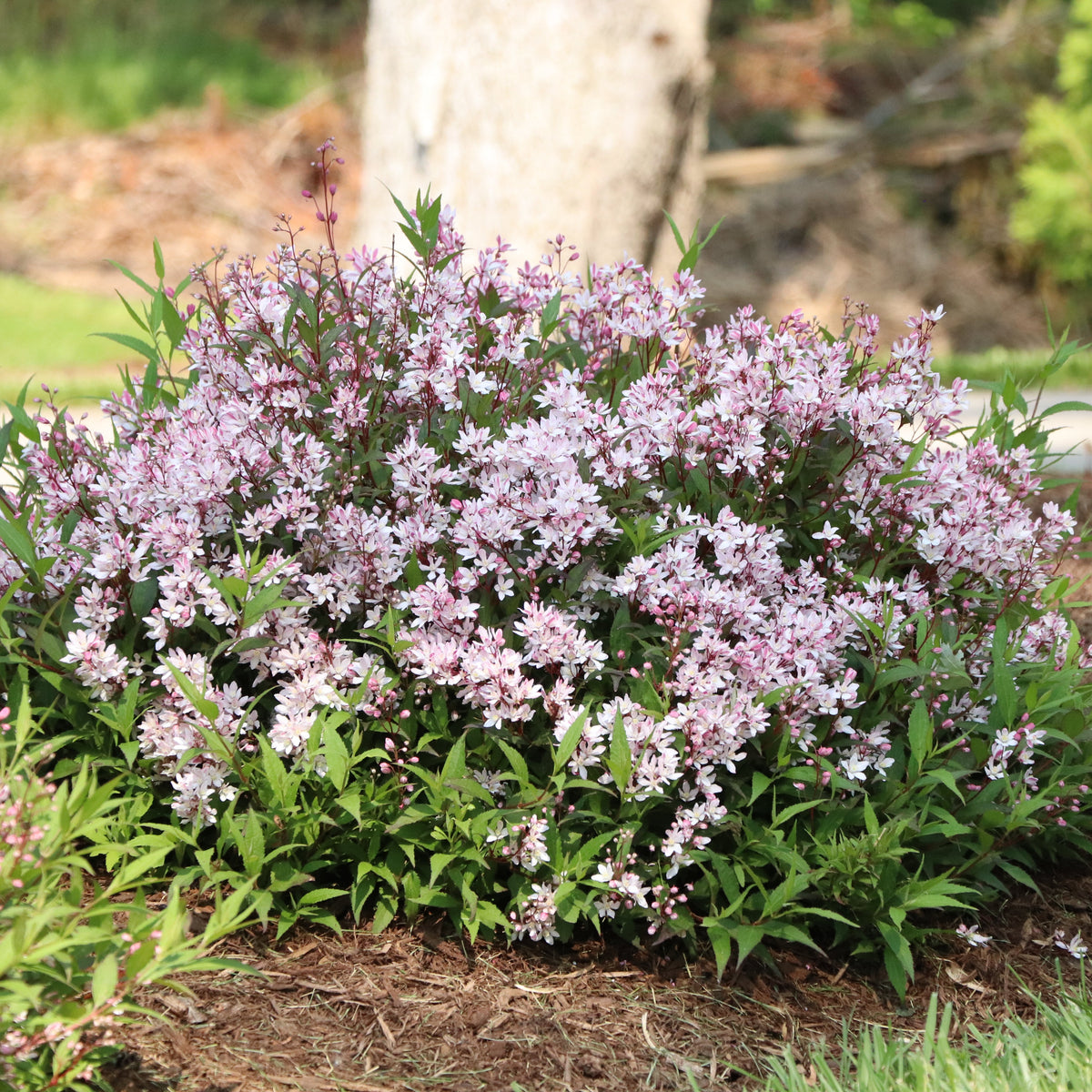 Yuki Cherry Blossom deutzia with pink flowers and green foliage
