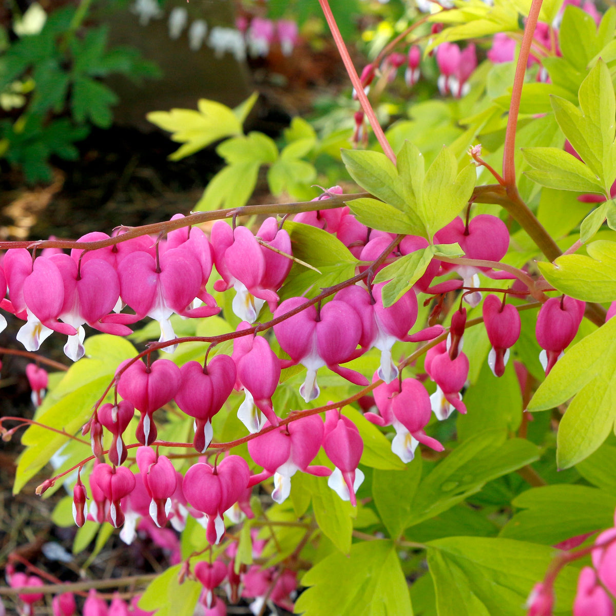 Gold Heart dicentra with pink heart-shaped flowers in bloom