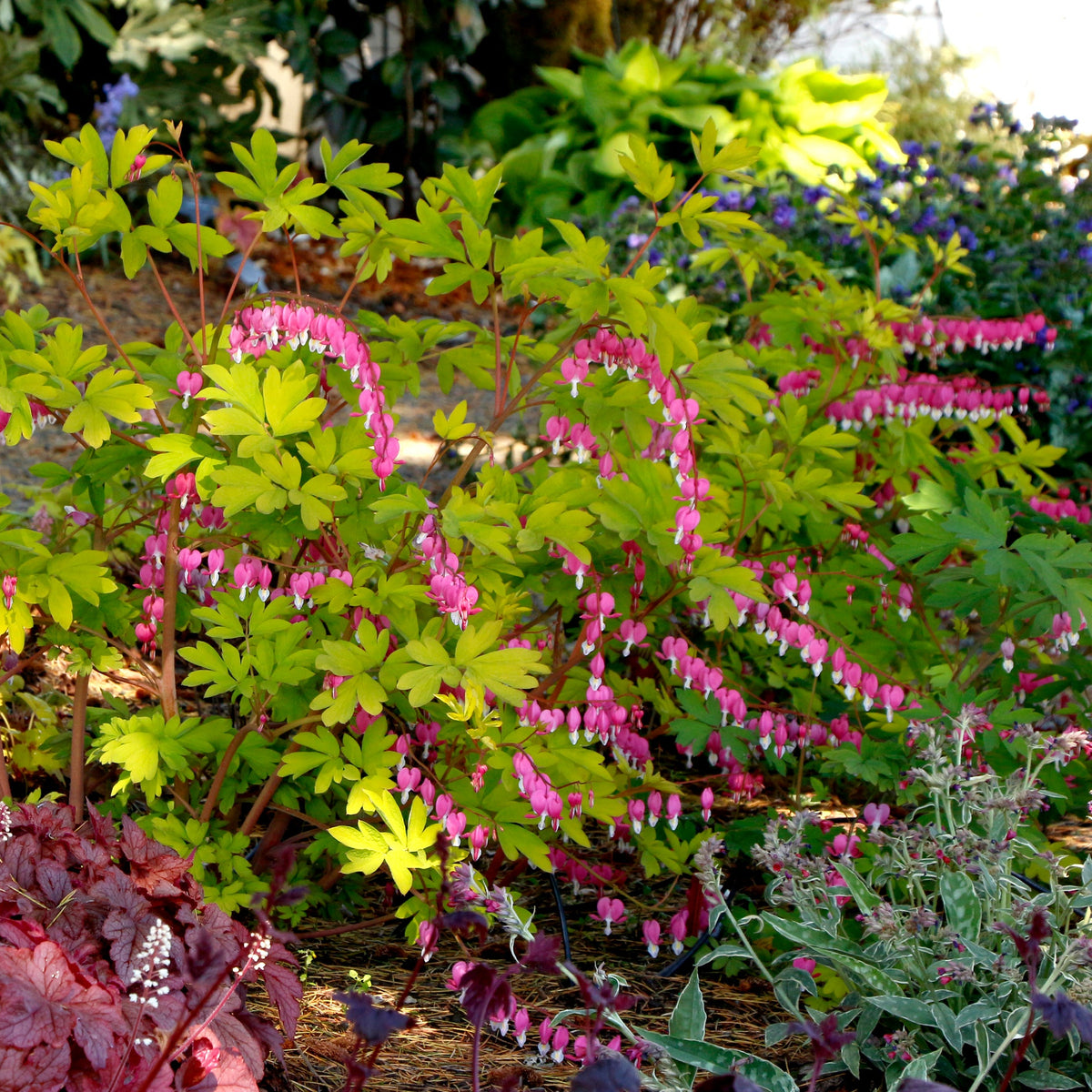 Gold Heart dicentra with pink heart-shaped flowers in a pot