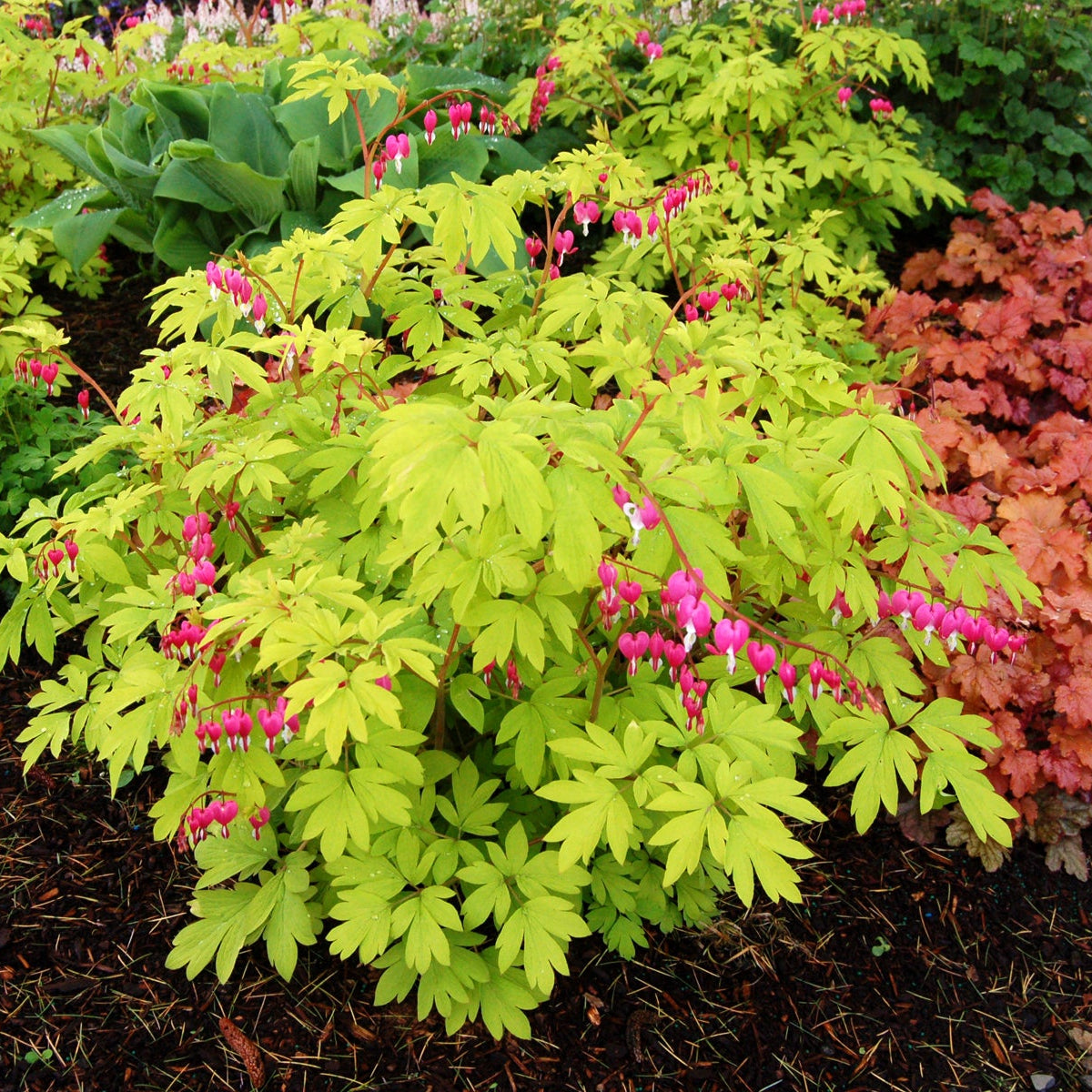 Gold Heart dicentra with yellow foliage in a pot