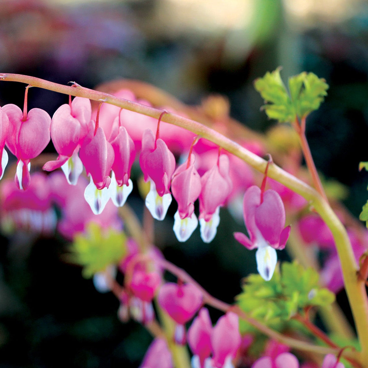 Gold Heart Dicentra with pink heart-shaped flowers