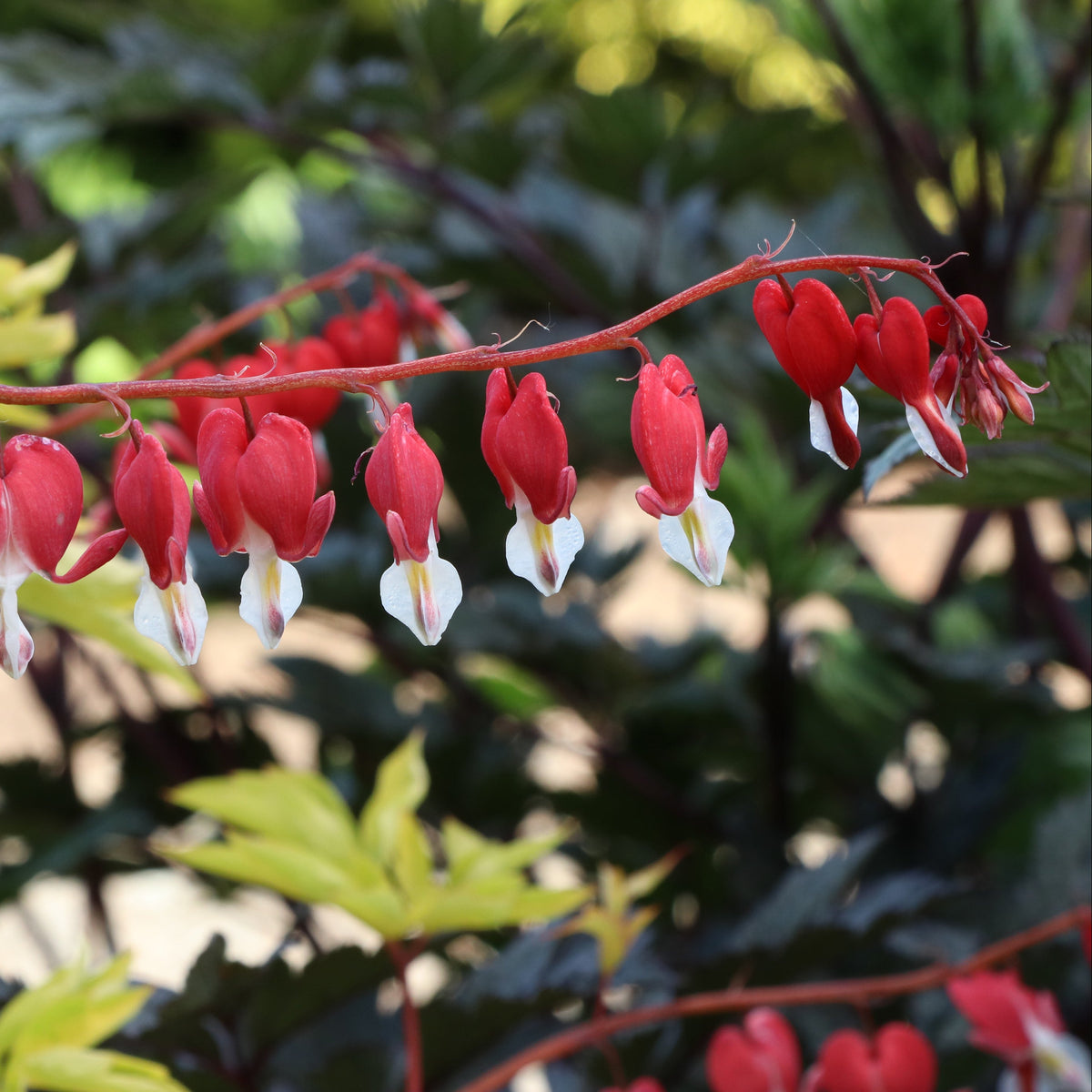 Ruby Gold Dicentra with pink and white bleeding heart flowers