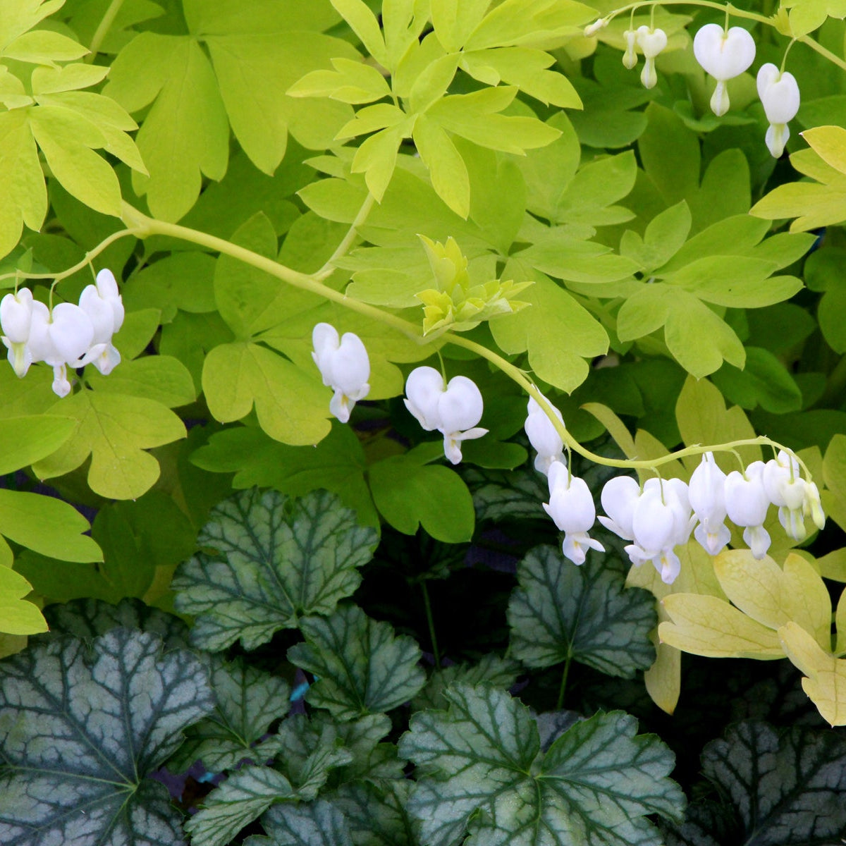White Gold Dicentra in bloom with white flowers and gold foliage