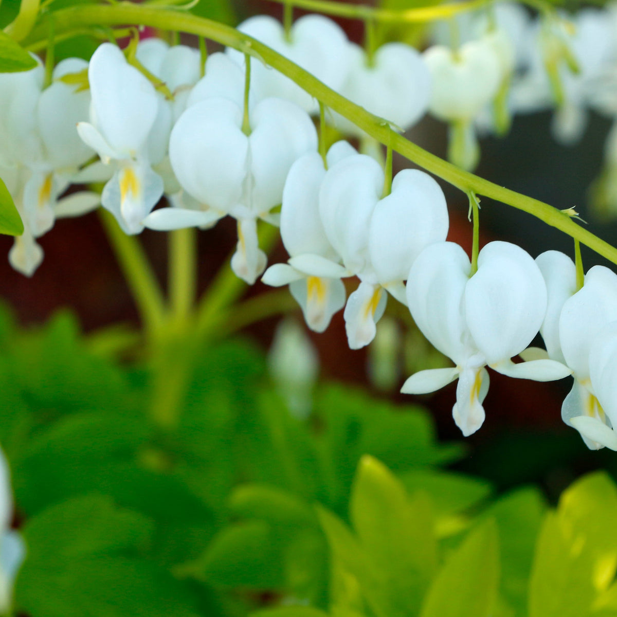 White Gold Dicentra with white heart-shaped flowers