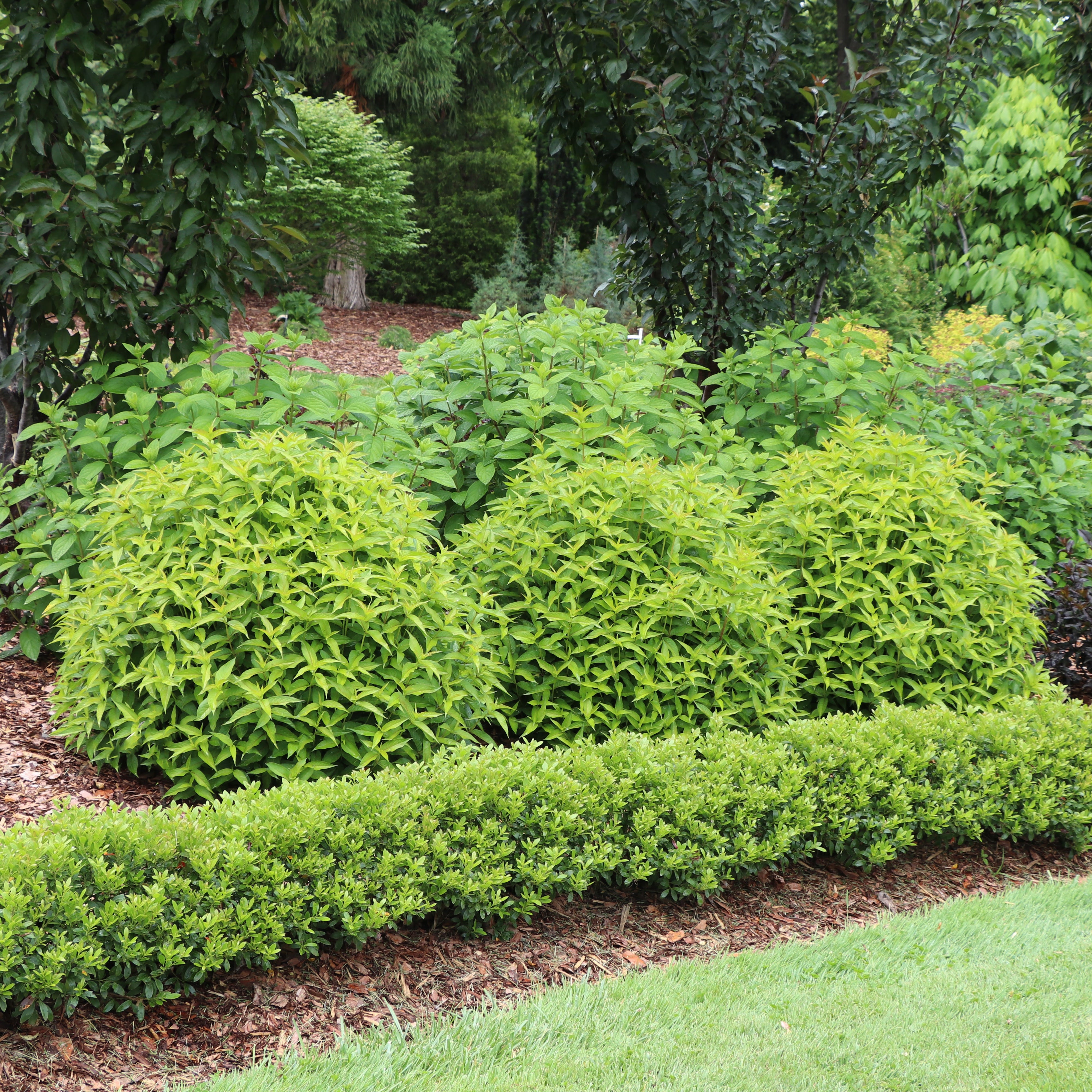 KODIAK® Green Diervilla | Proven Winners® – Creekside Nursery, Inc