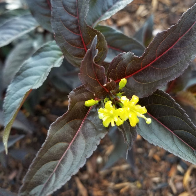 Kodiak Jet Black Diervilla in a nursery pot