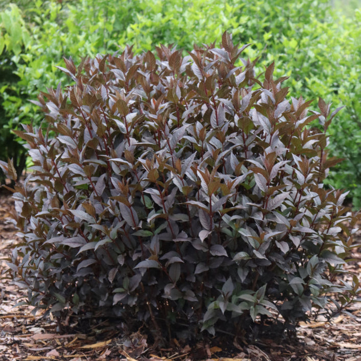 KODIAK JET BLACK Diervilla in a nursery pot