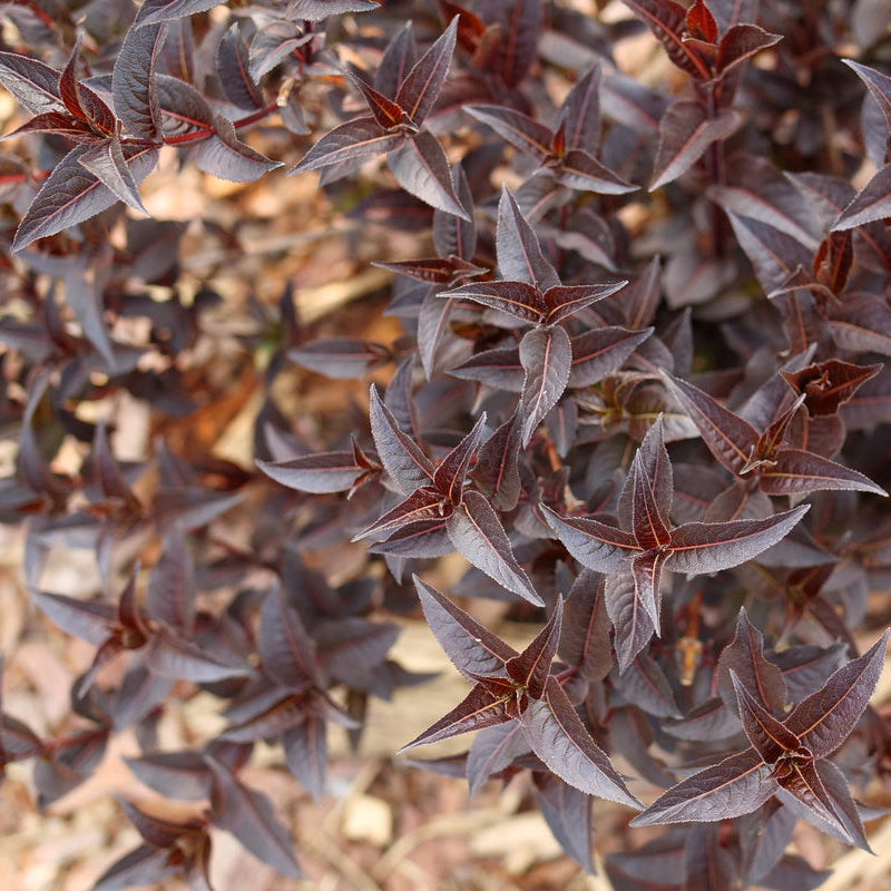 Kodiak Jet Black diervilla in a nursery pot