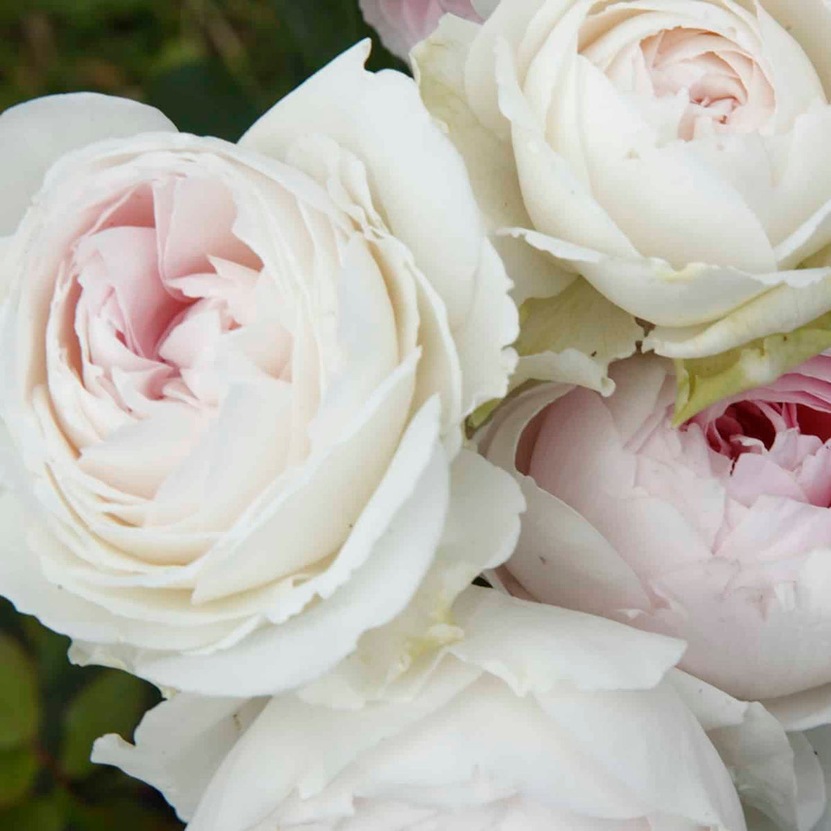 Parfuma Earth Angel rose with pale pink blooms in a pot