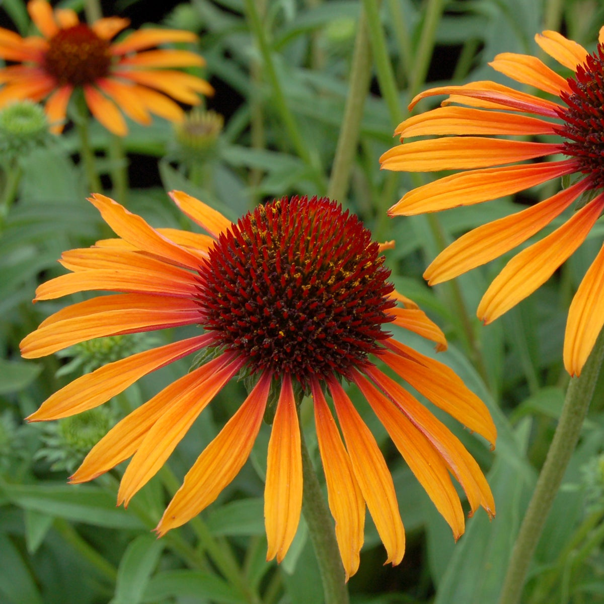 Flame Thrower echinacea in a pot with pink blooms