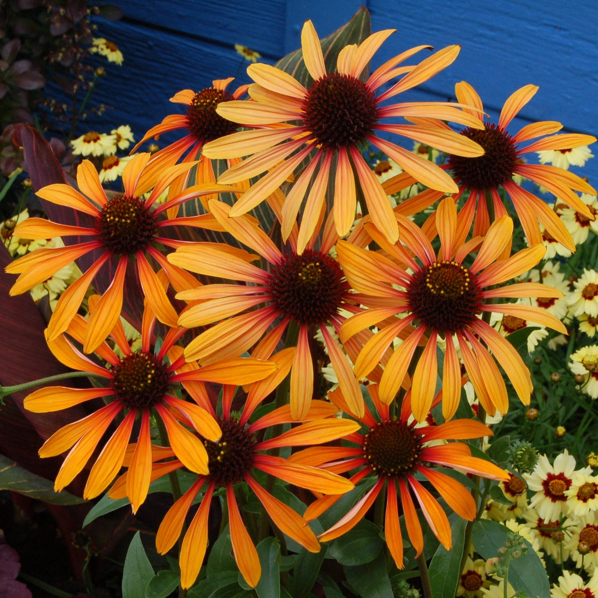 Flame Thrower' echinacea with pink and orange flowers in a pot