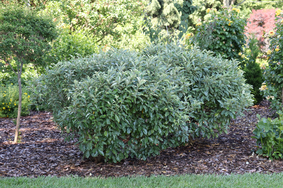 Elaeagnus Mr. Smooth seedless shrub in a nursery pot