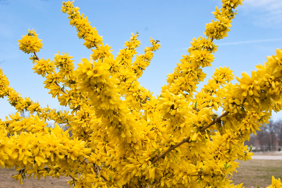 Show Off forsythia shrub with yellow blooms in pot