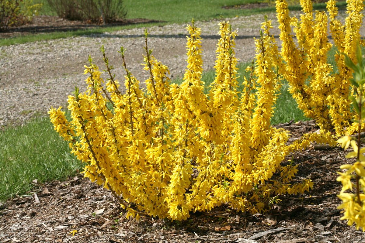Forsythia SHOW OFF Sugar Baby blooming yellow flowers