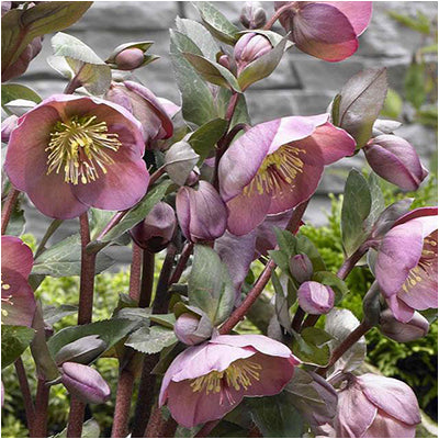 FrostKiss™ Penny's Pink® hellebore with pink blooms in pot