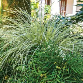 Lomandra Platinum Beauty® in a green nursery pot