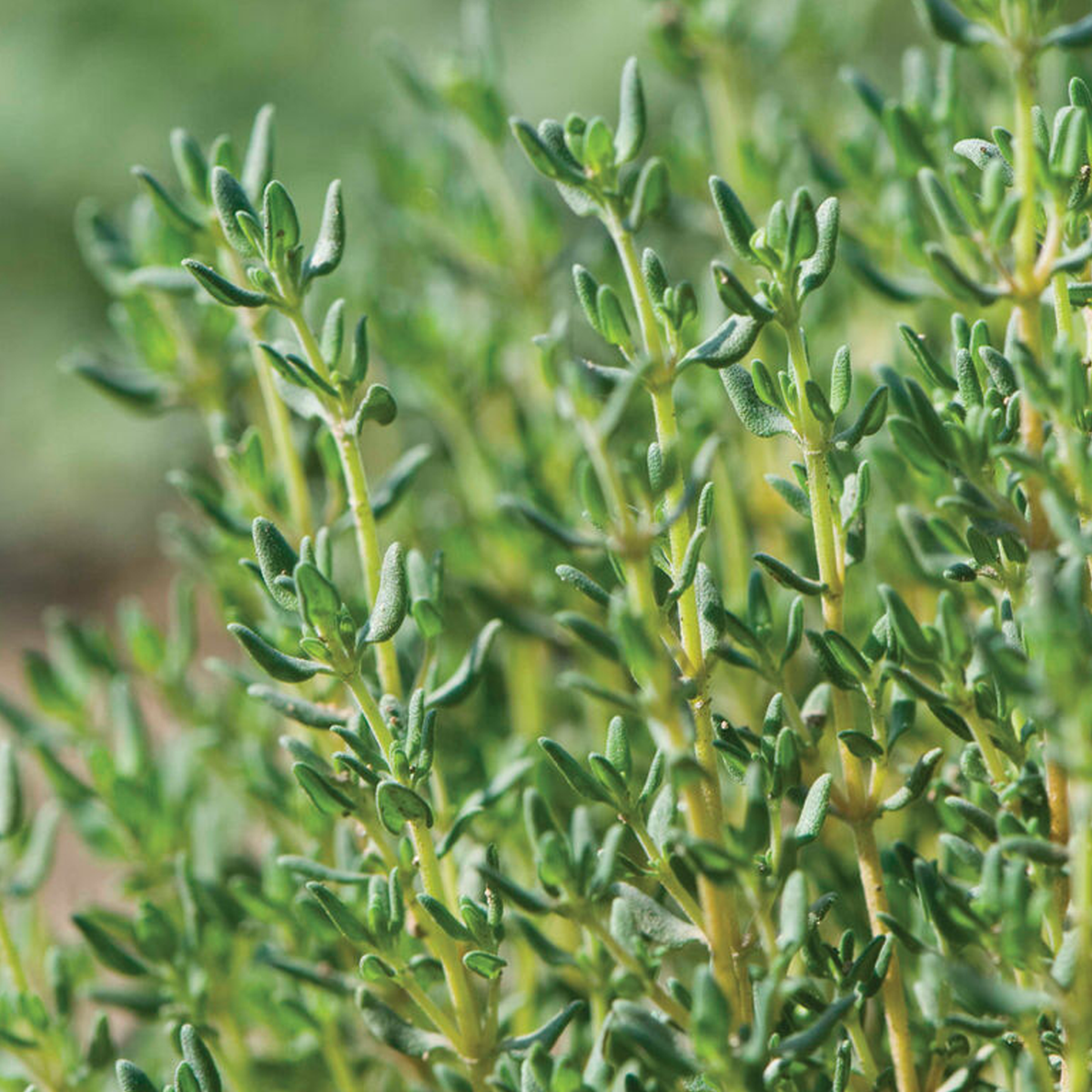 German Winter Organic Thyme Seeds