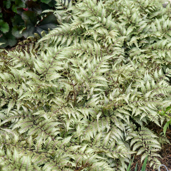 Godzilla giant Japanese painted fern in a nursery pot