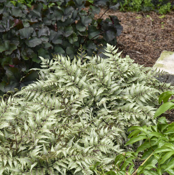 Godzilla giant Japanese painted fern in a nursery pot