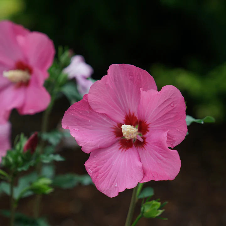 Red Rose of Sharon with red blooms in a pot
