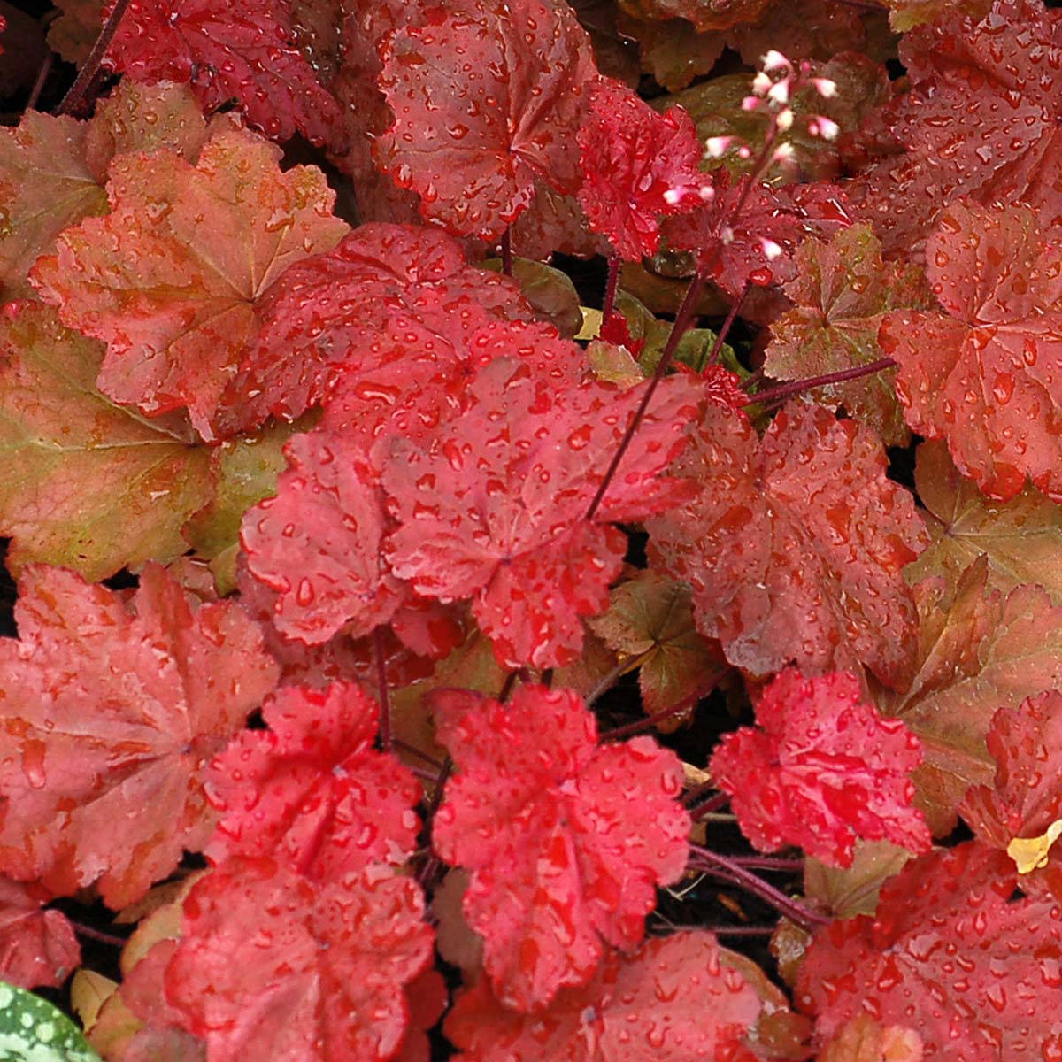 Autumn Leaves heuchera in a nursery pot with orange foliage