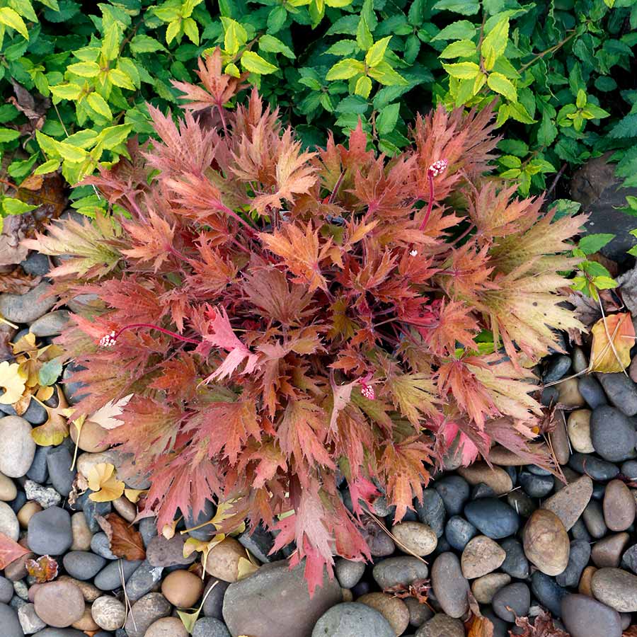 FYRE WING™ 'Amber' Heuchera | Creekside Champions™
