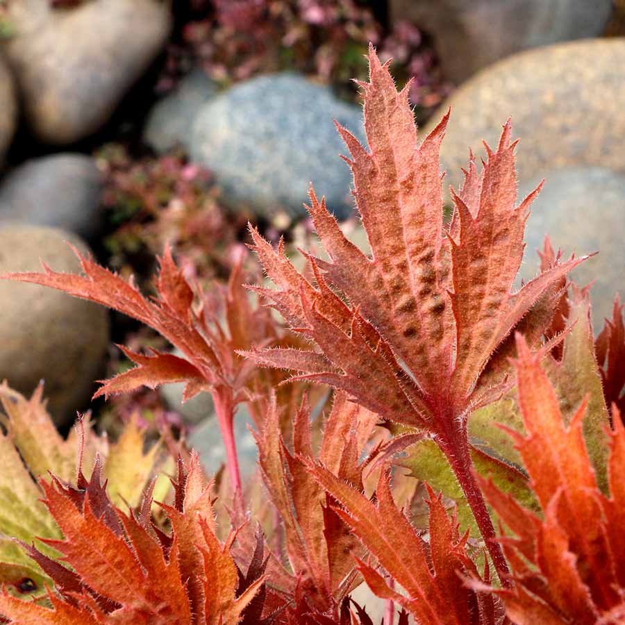 FYRE WING™ 'Amber' Heuchera | Creekside Champions™