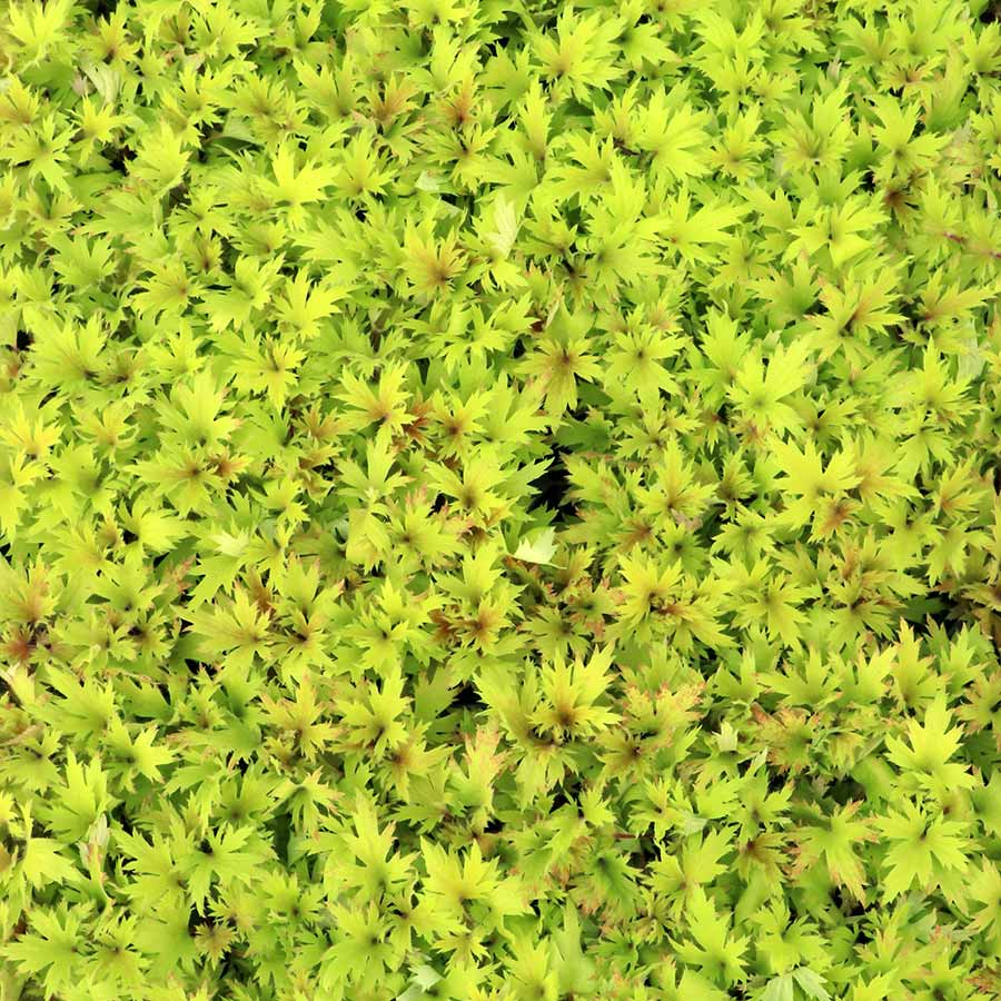 FYRE WING™ 'Heliodor' Heuchera | Creekside Champions™