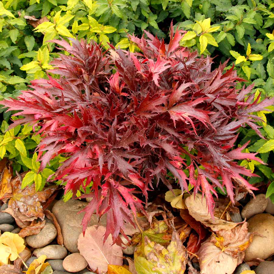 FYRE WING™ 'Hematite' Heuchera | Creekside Champions™