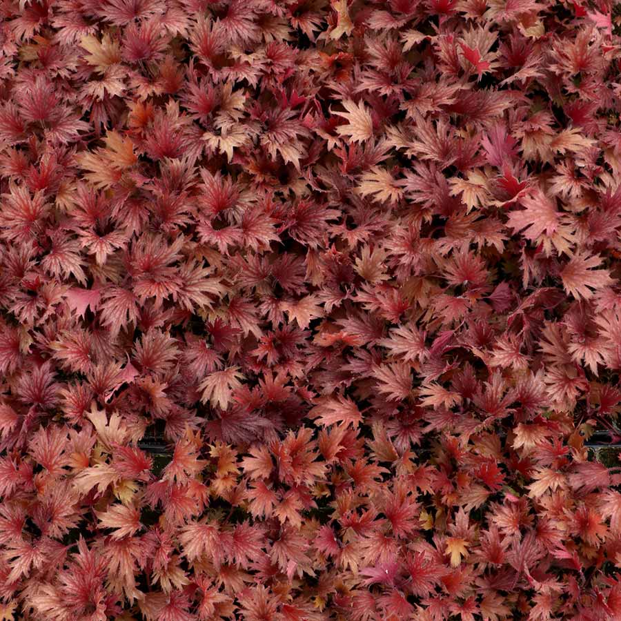 FYRE WING™ 'Hematite' Heuchera | Creekside Champions™