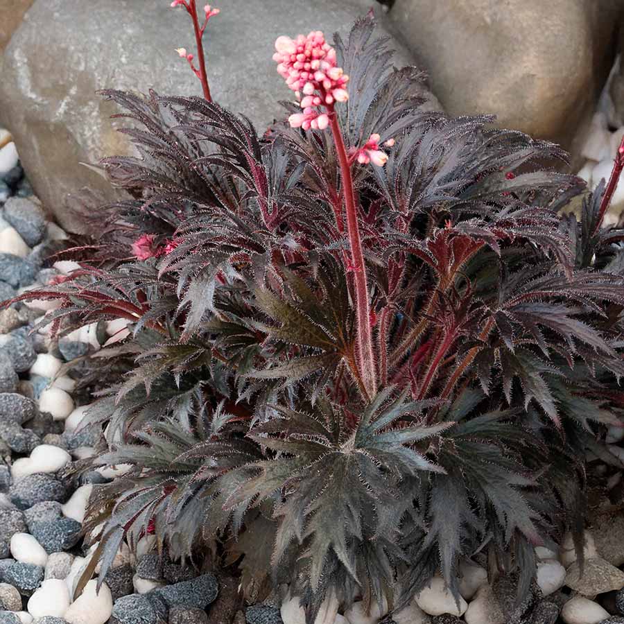 FYRE WING™ 'Jet' Heuchera | Creekside Champions™