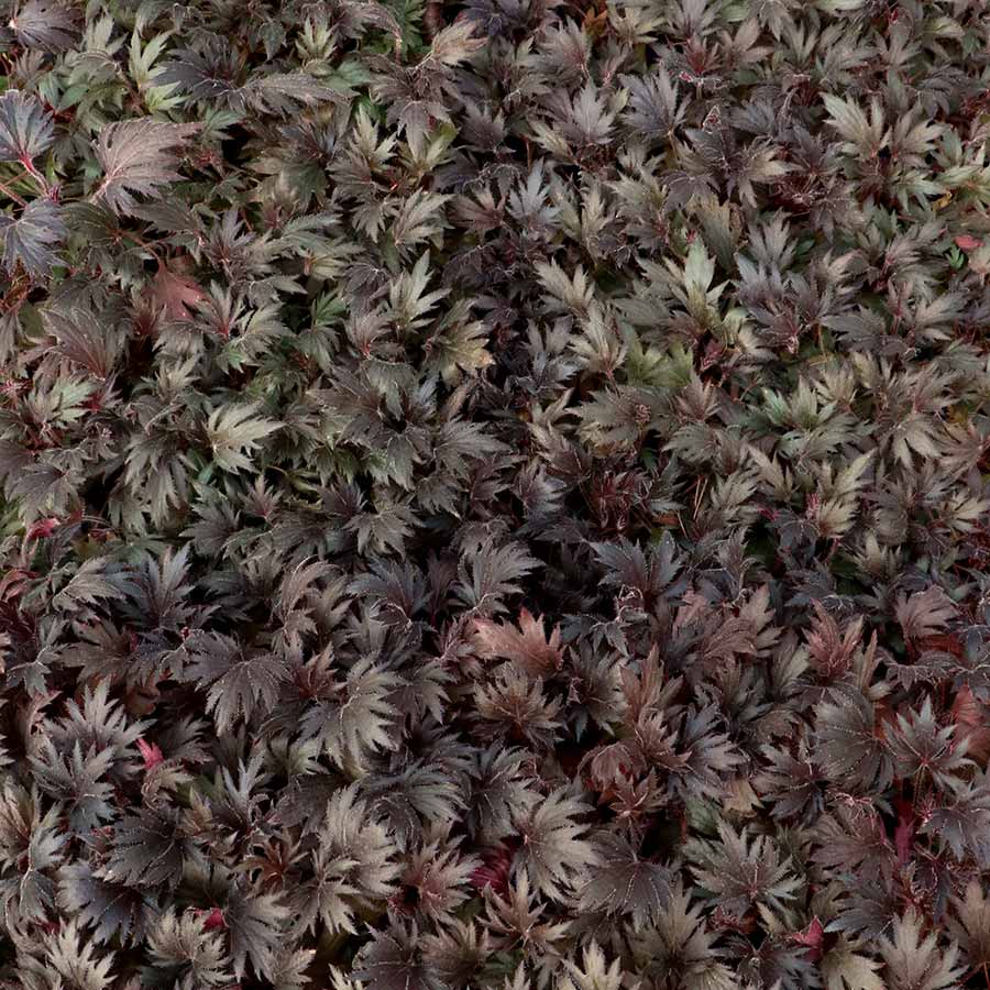 FYRE WING™ 'Jet' Heuchera | Creekside Champions™