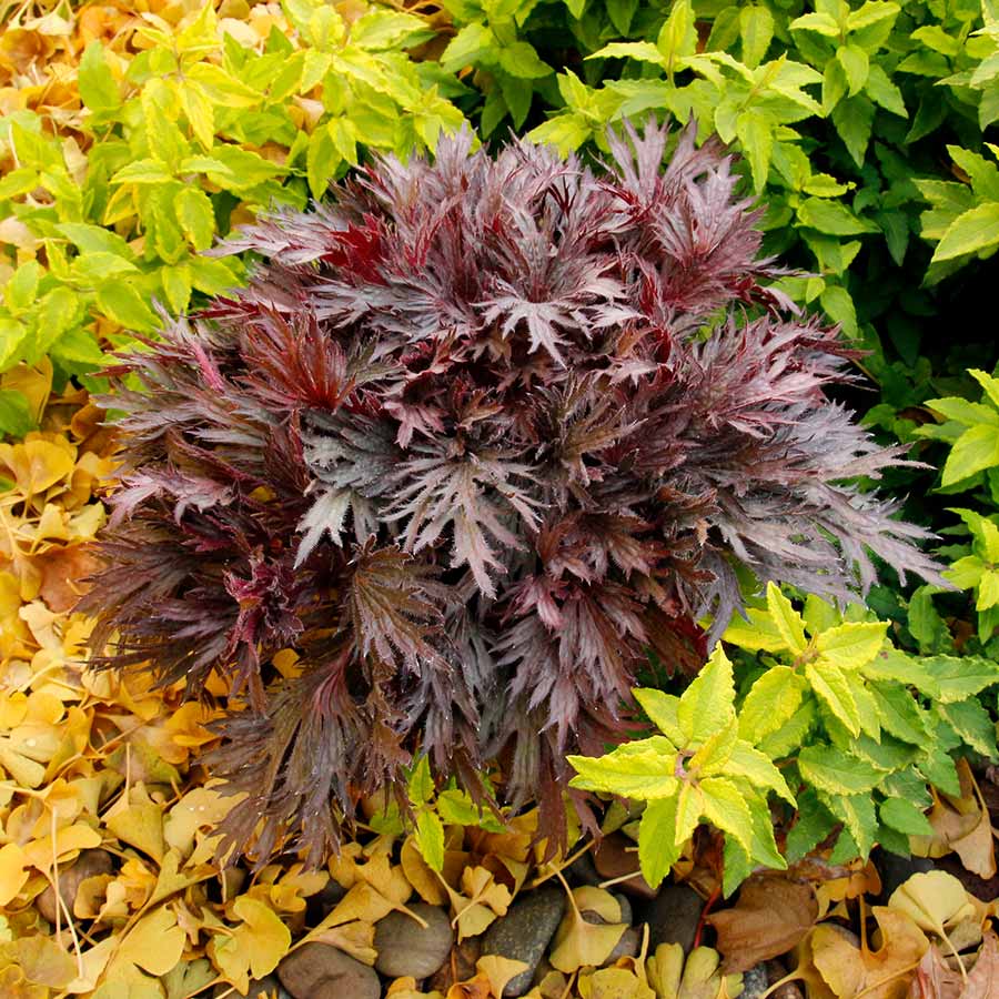 FYRE WING™ 'Rhodonite' Heuchera | Creekside Champions™