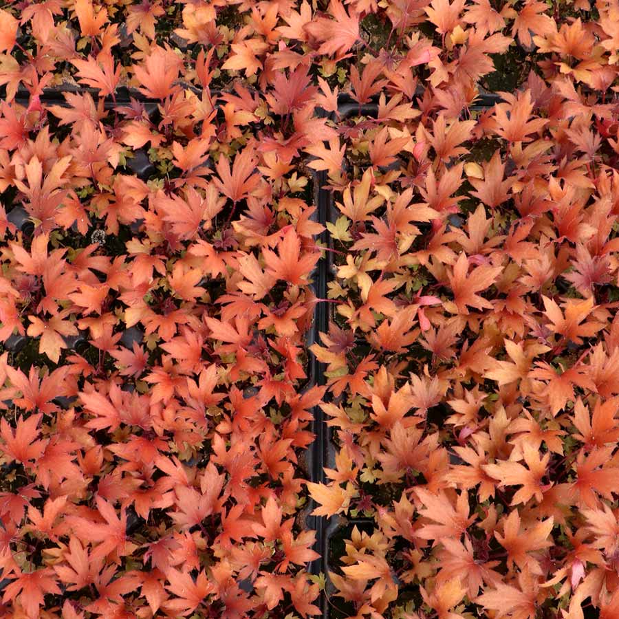 FYRE WING™ 'Rhodonite' Heuchera | Creekside Champions™
