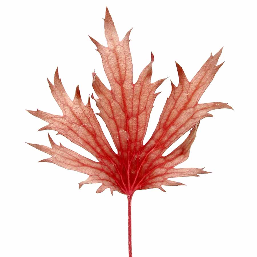 FYRE WING™ 'Rhodonite' Heuchera | Creekside Champions™