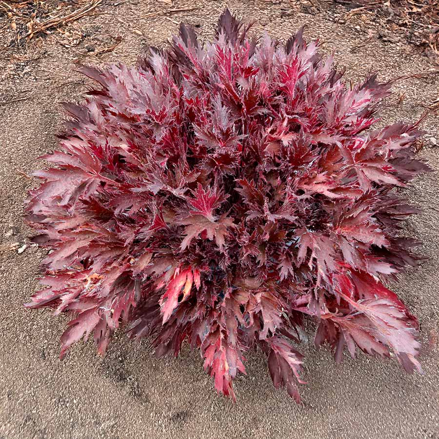 FYRE WING™ 'Spinel' Heuchera | Creekside Champions™