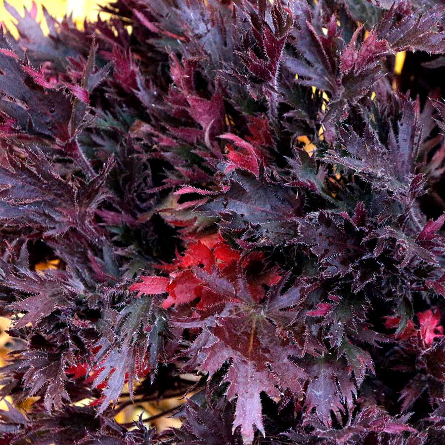 FYRE WING™ 'Spinel' Heuchera | Creekside Champions™