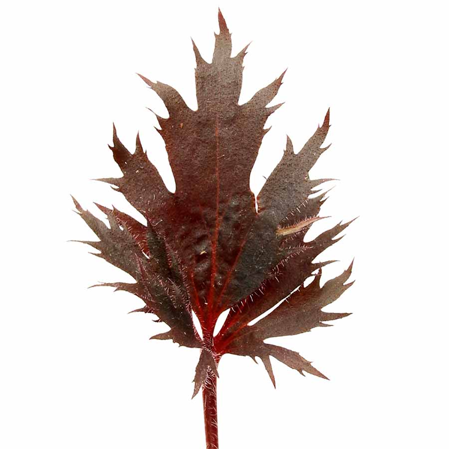 FYRE WING™ 'Spinel' Heuchera | Creekside Champions™