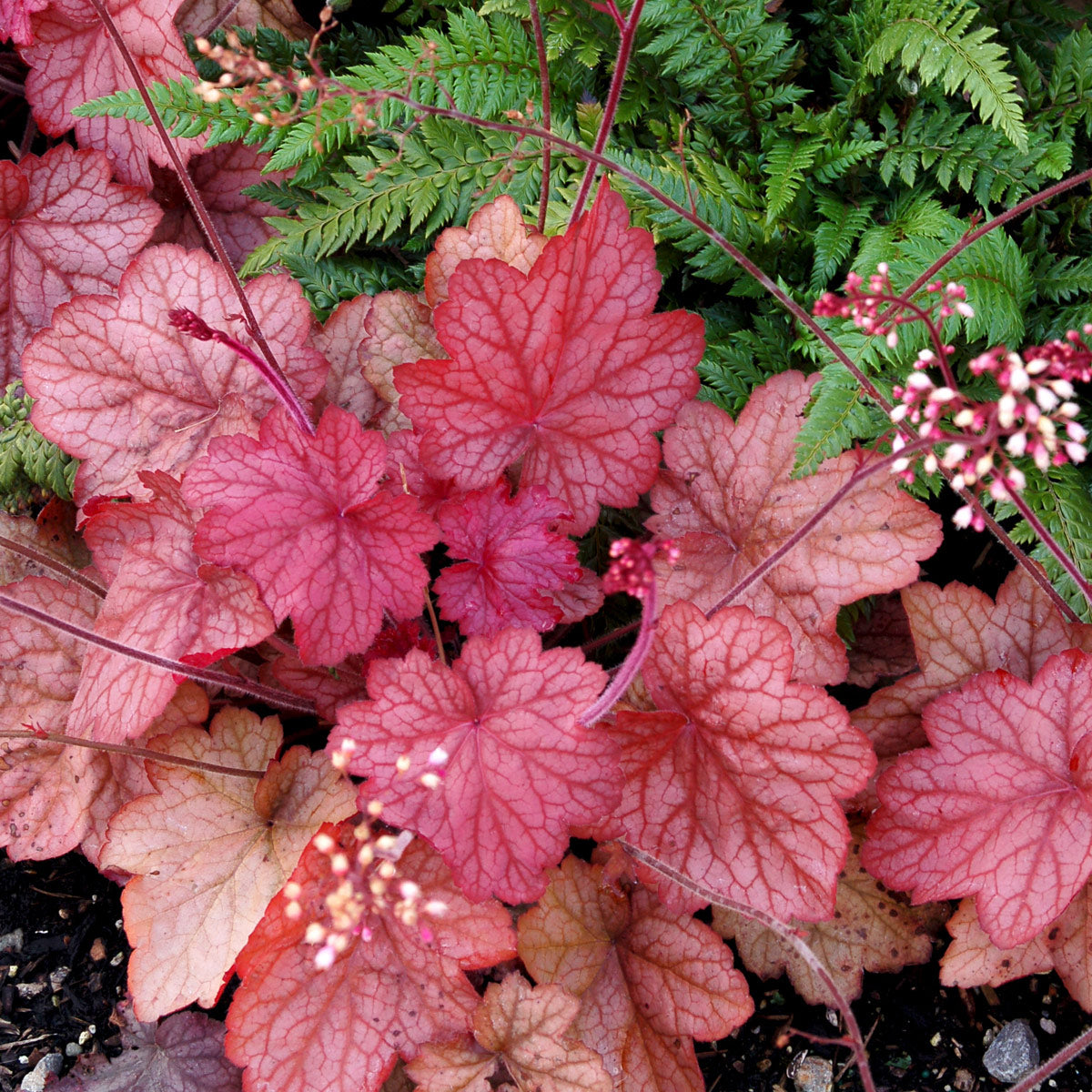 Heuchera ‘Georgia Peach’ with peach-toned leaves in a pot