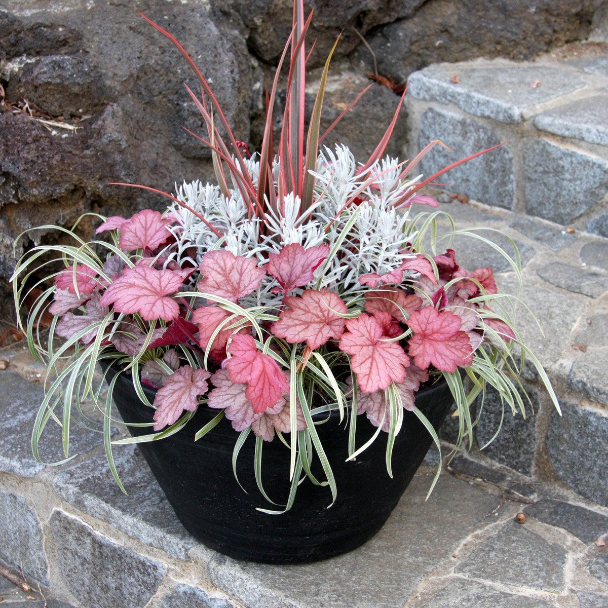 ‘Georgia Peach’ heuchera in a nursery pot