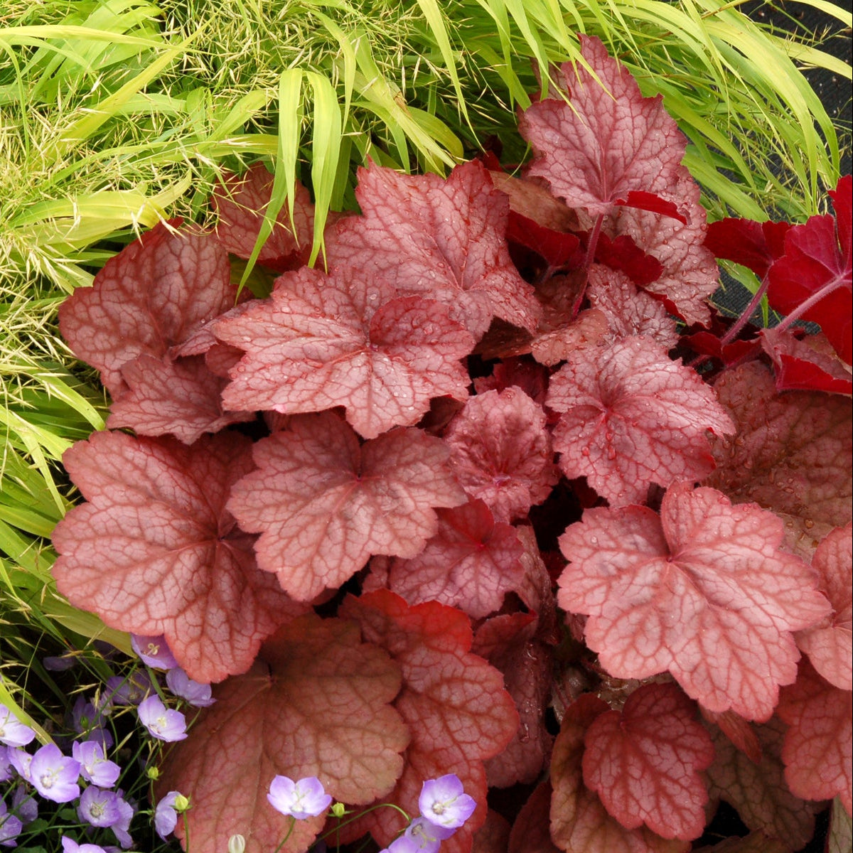 ‘Georgia Peach’ heuchera in a nursery pot