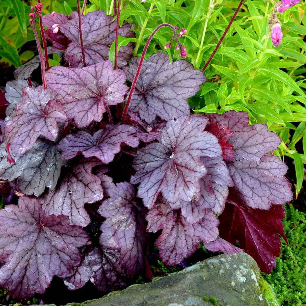 Georgia Plum heuchera in a nursery pot