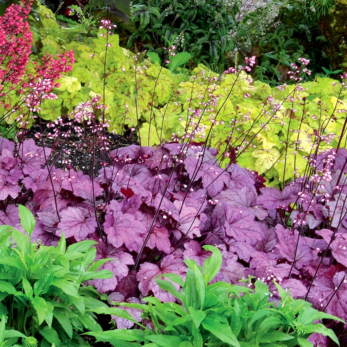 Georgia Plum heuchera with purple leaves in a pot